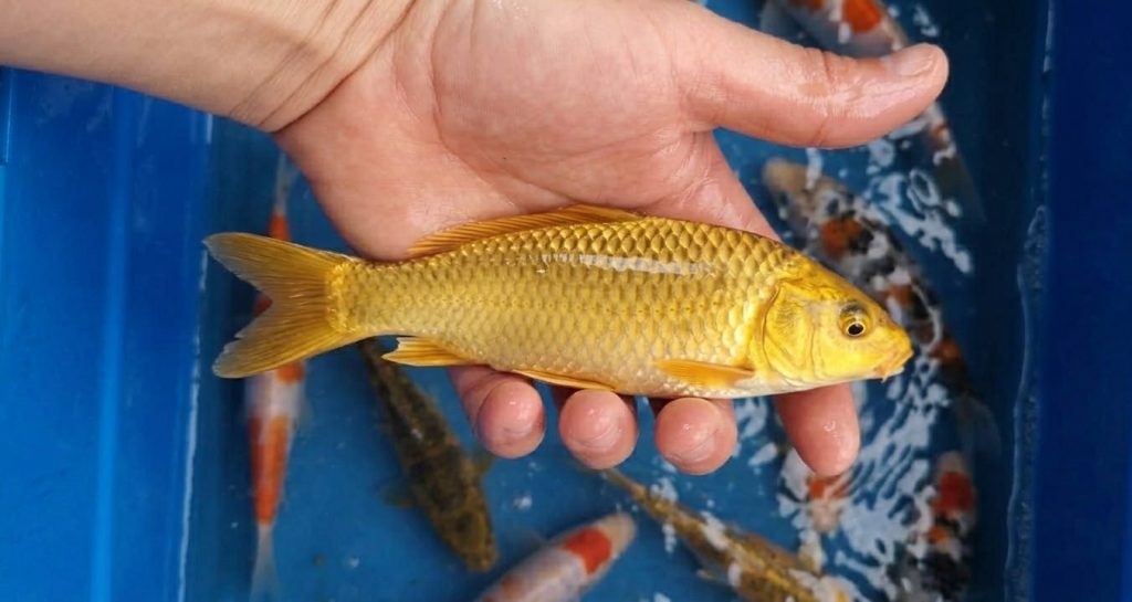 karpie koi narybek kroczek lub tarlak