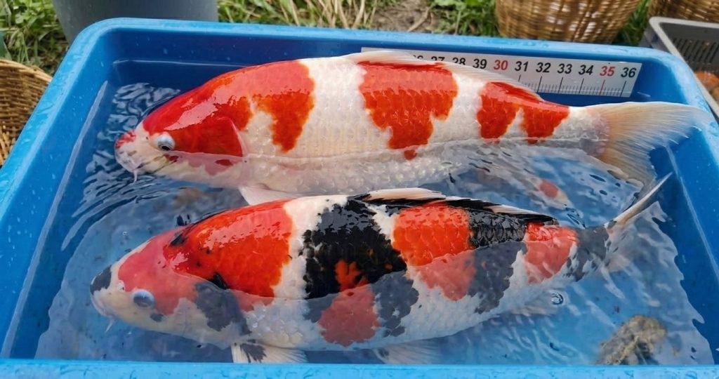 Karpie koi 40cm tarlaki