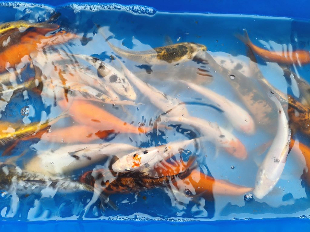 Karpie koi, karasie kolorowe Biała Rawska Karpie koi, karasie kolorowe Biała Rawska