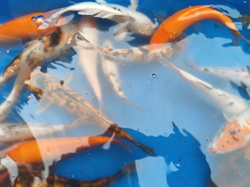 karpie-koi-karasie-kolorowe-blaszki