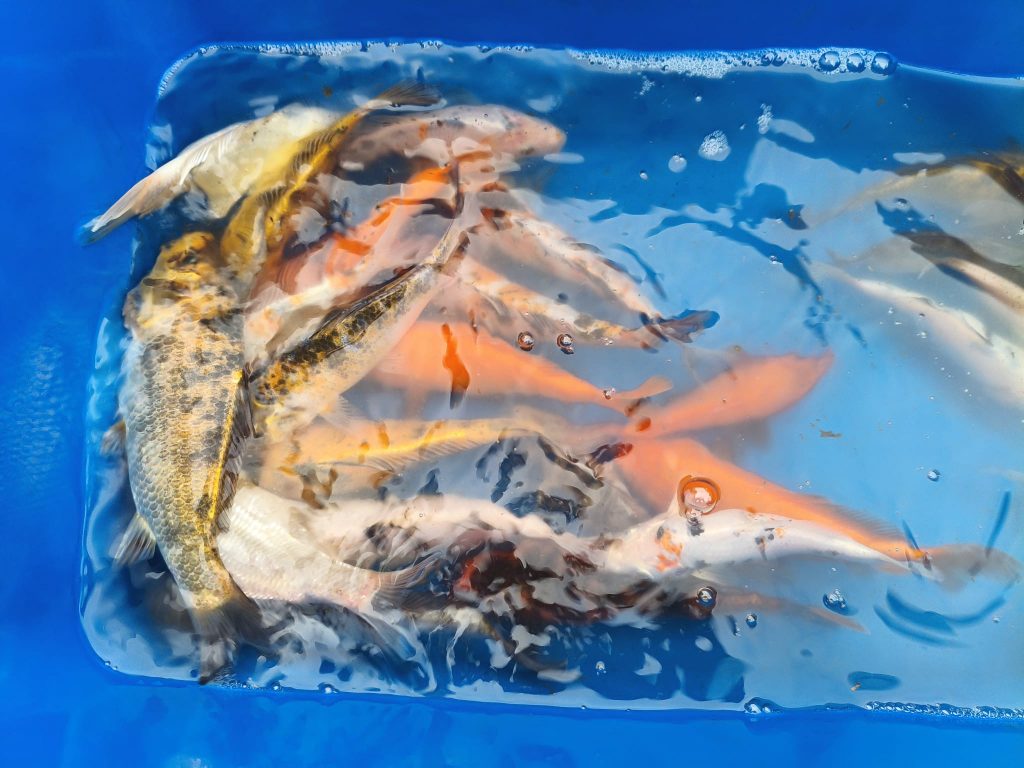 karpie-koi-karasie-kolorowe-leczyca