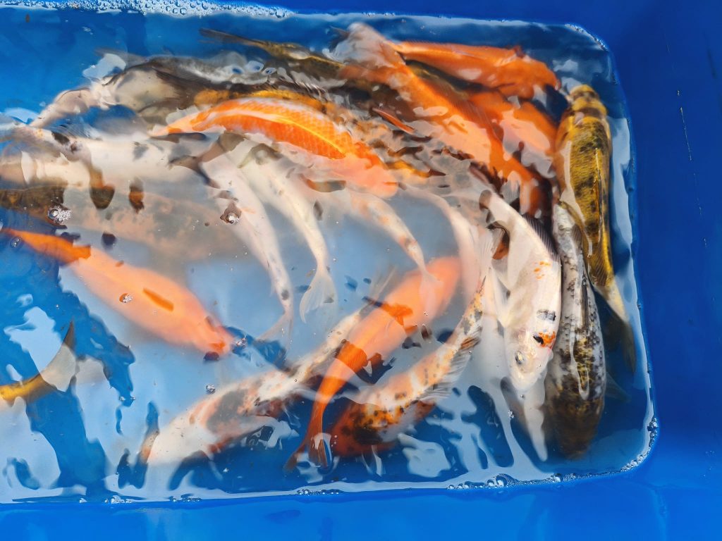 karpie-koi-karasie-kolorowe-uniejow