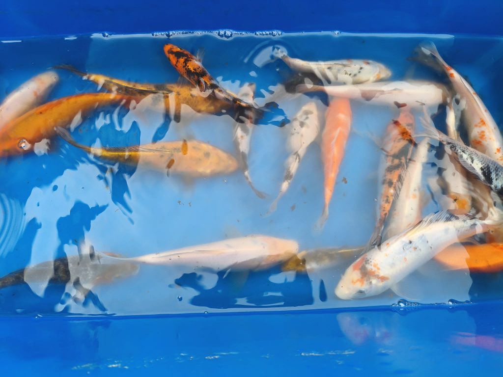 karpie-koi-karasie-kolorowe-wieruszow