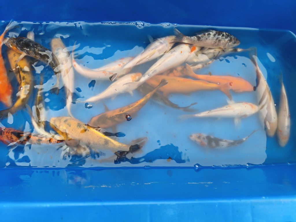 karpie-koi-karasie-kolorowe-zloczew